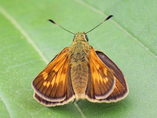 Ochlodes sylvanus